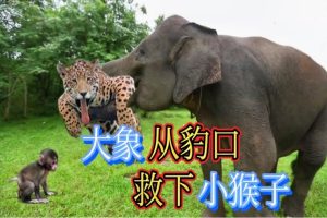 抖音搞笑动物小世界短视频制作爆粉